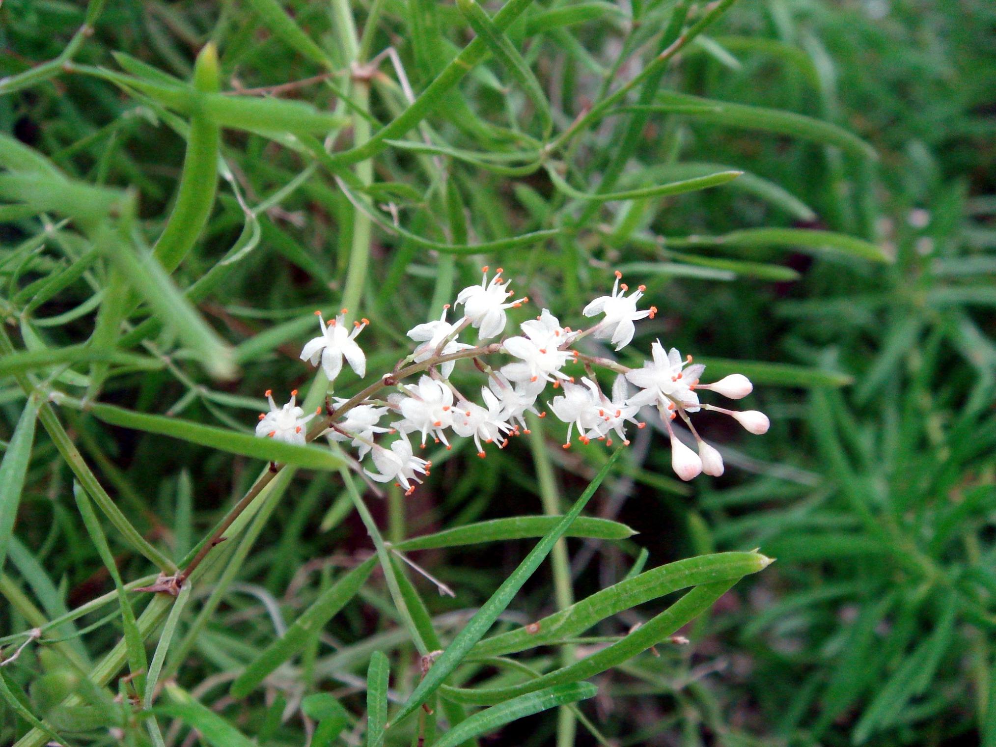 Asparagus densiflorus (Kunth) Jessop